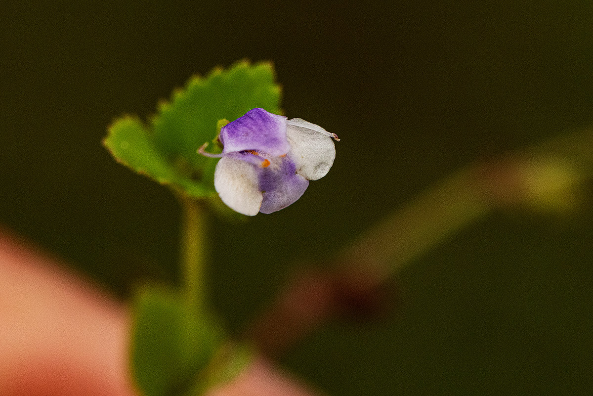 Craterostigma nummulariifolium Craterostigma nummulariifolium