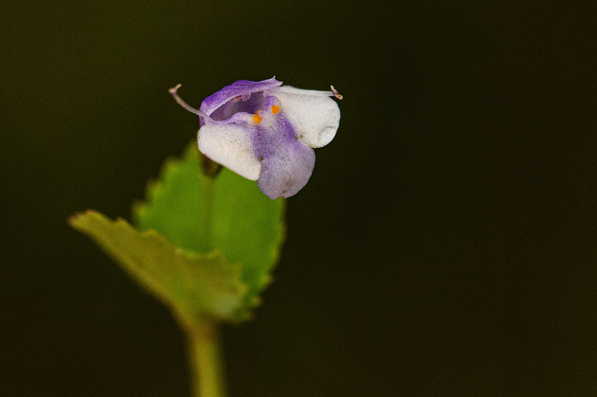 Craterostigma nummulariifolium Craterostigma nummulariifolium