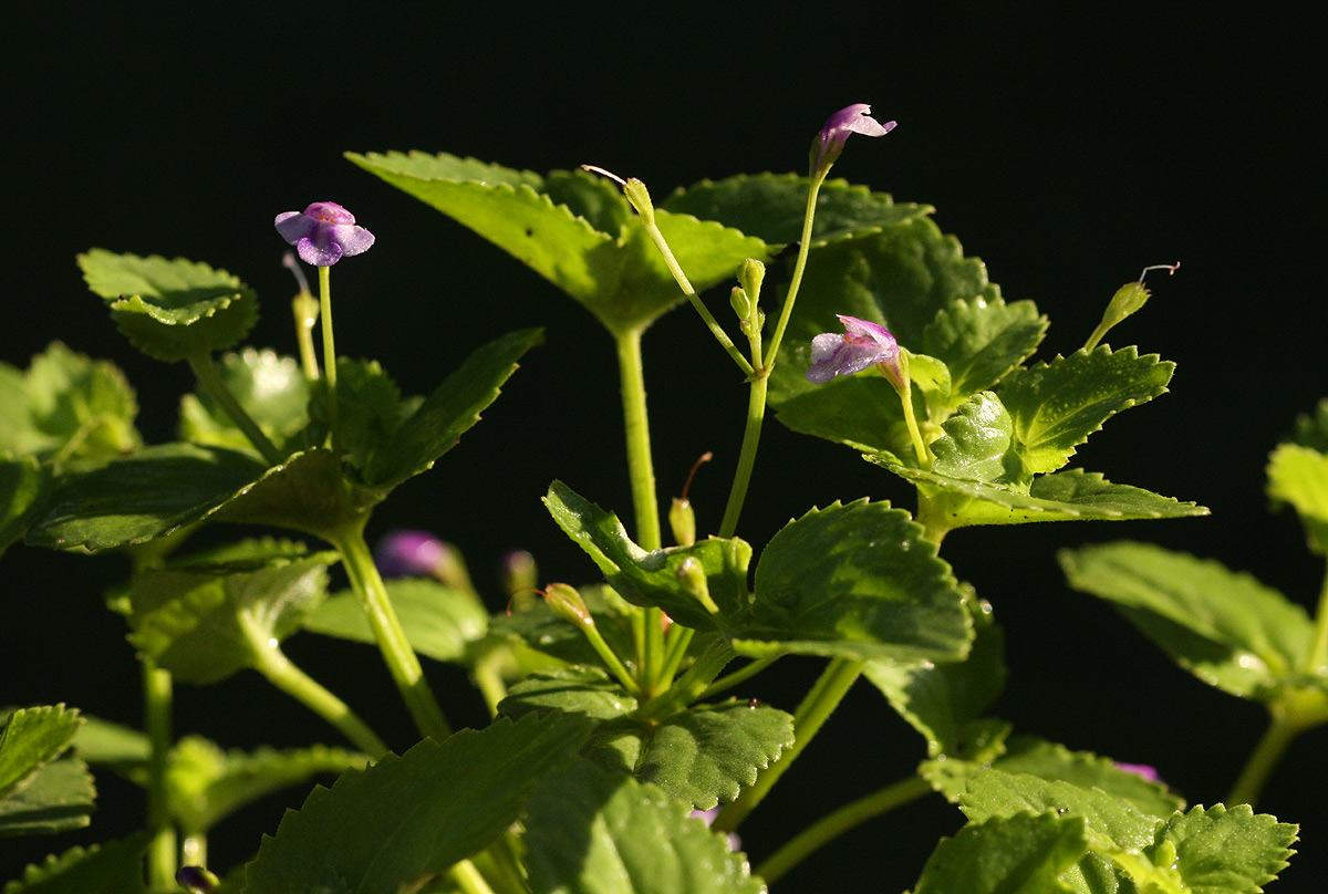 Craterostigma nummulariifolium Craterostigma nummulariifolium