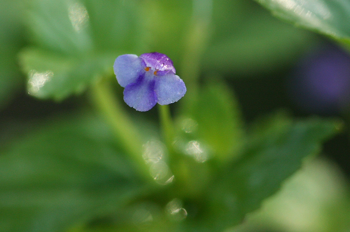 Craterostigma nummulariifolium