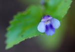 Craterostigma nummulariifolium