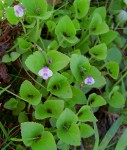Craterostigma nummulariifolium