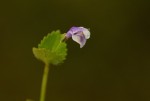 Craterostigma nummulariifolium
