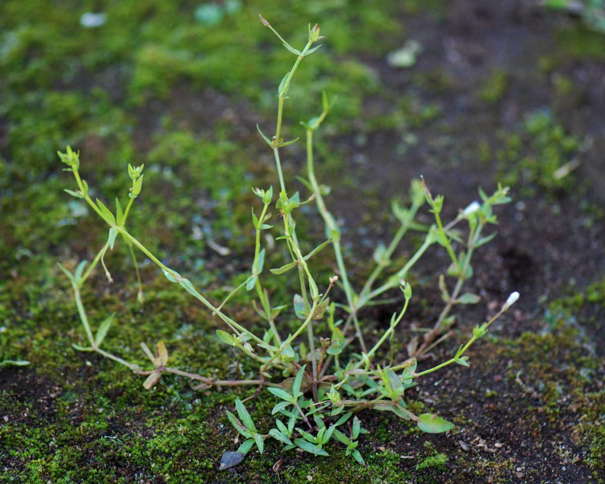 Lindernia parviflora Lindernia parviflora