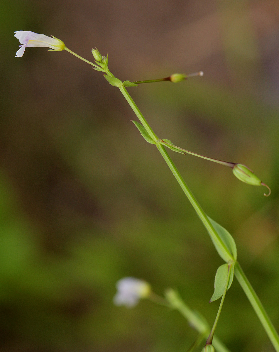 Lindernia parviflora Lindernia parviflora