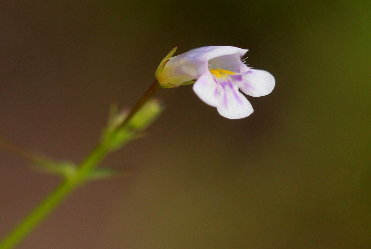 Lindernia parviflora Lindernia parviflora