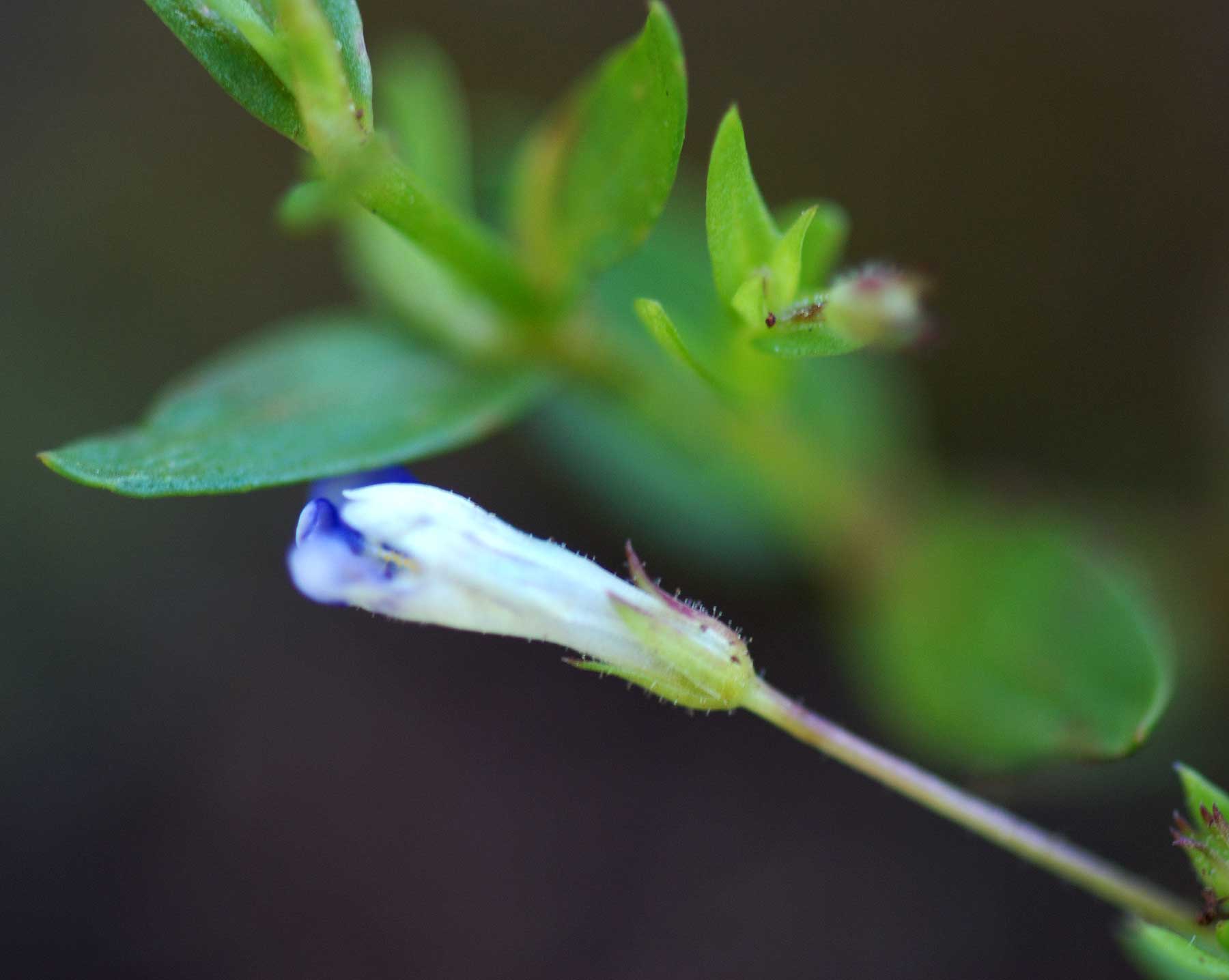 Lindernia parviflora Lindernia parviflora