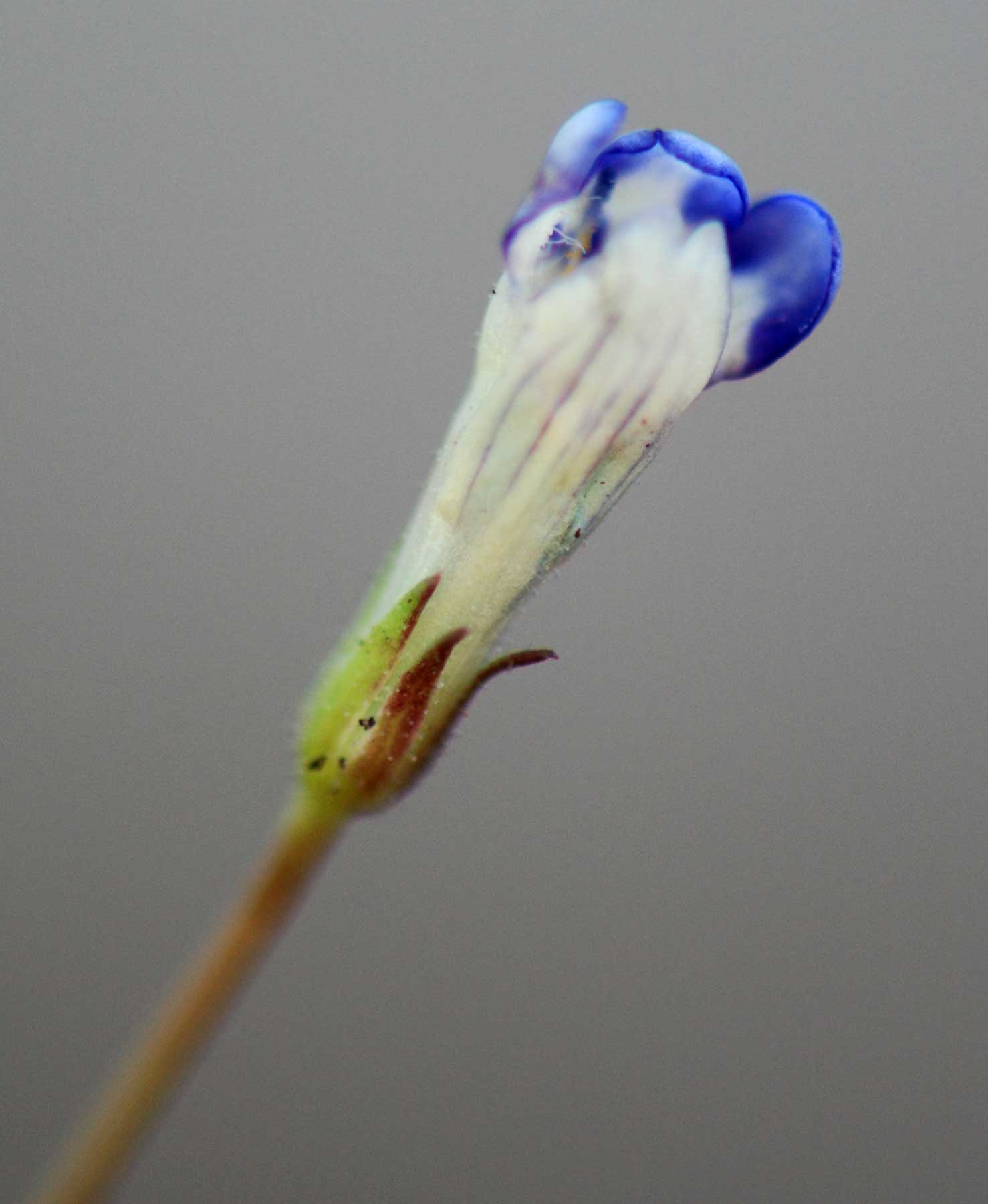 Lindernia parviflora