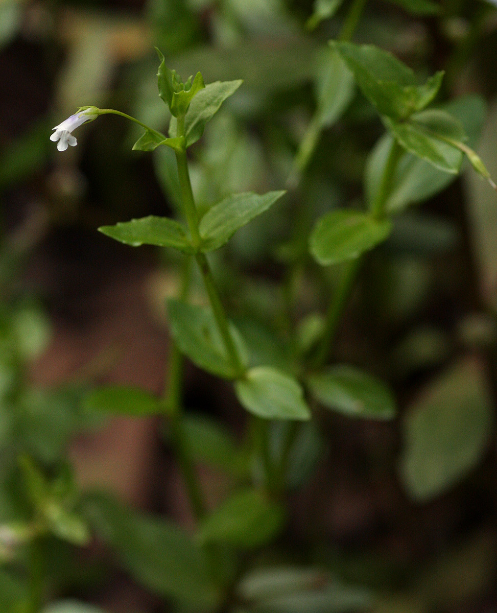 Lindernia parviflora Lindernia parviflora