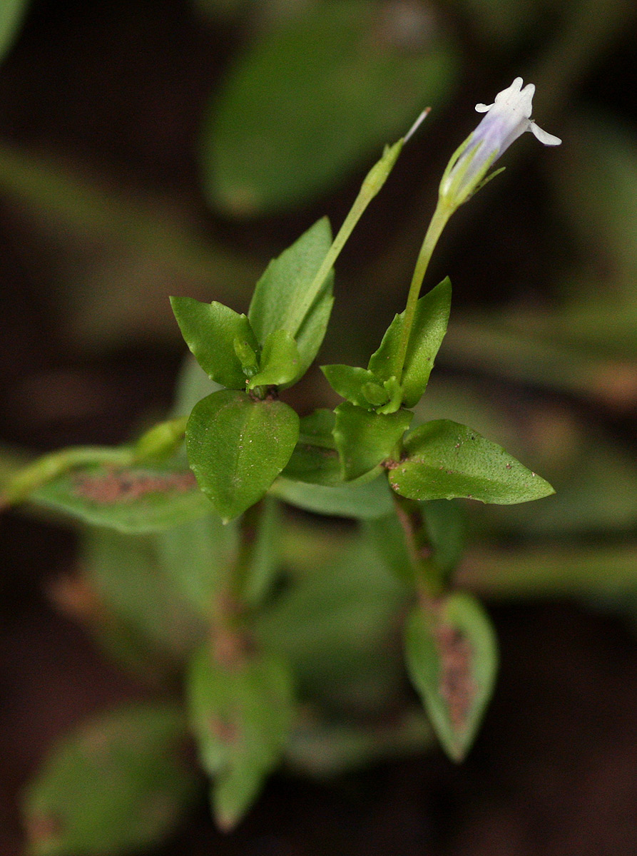 Lindernia parviflora Lindernia parviflora