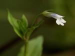 Lindernia parviflora