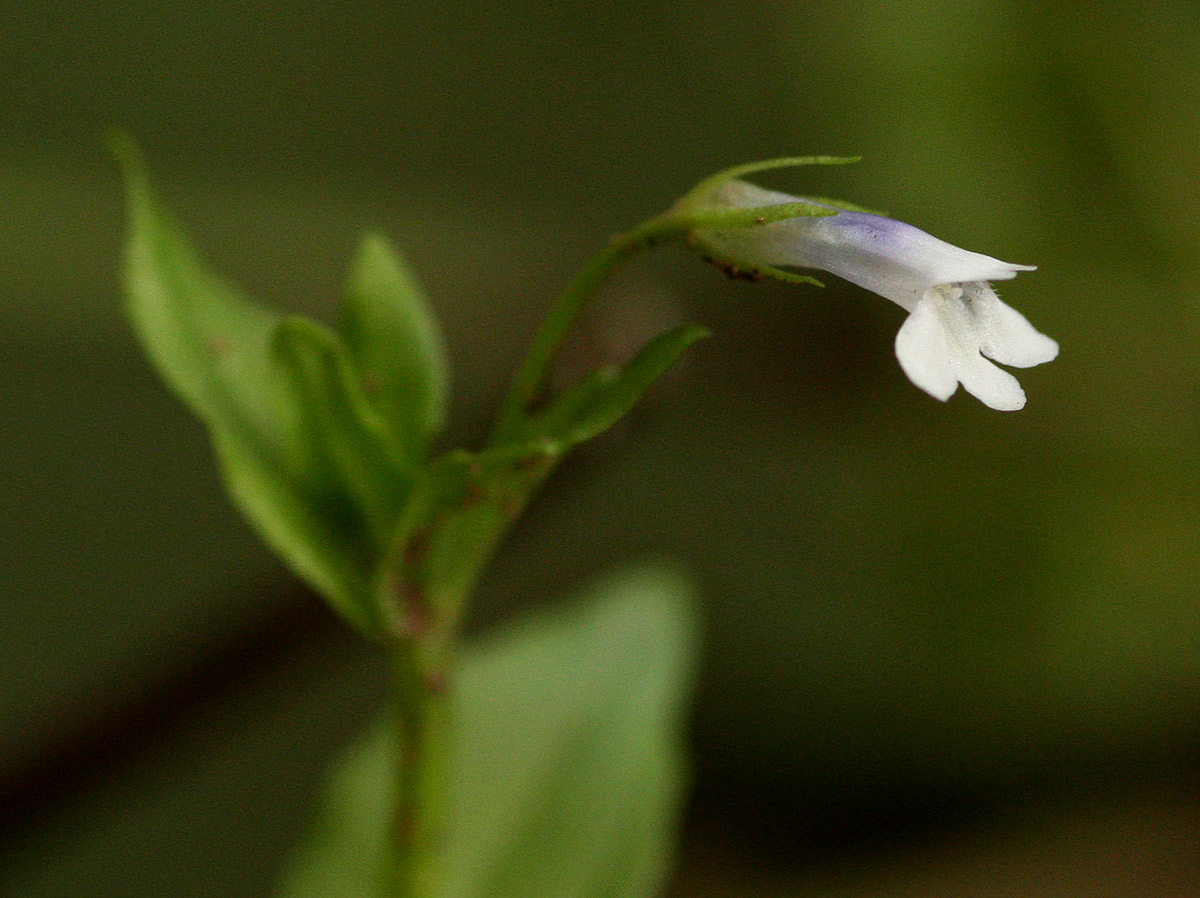 Lindernia parviflora Lindernia parviflora