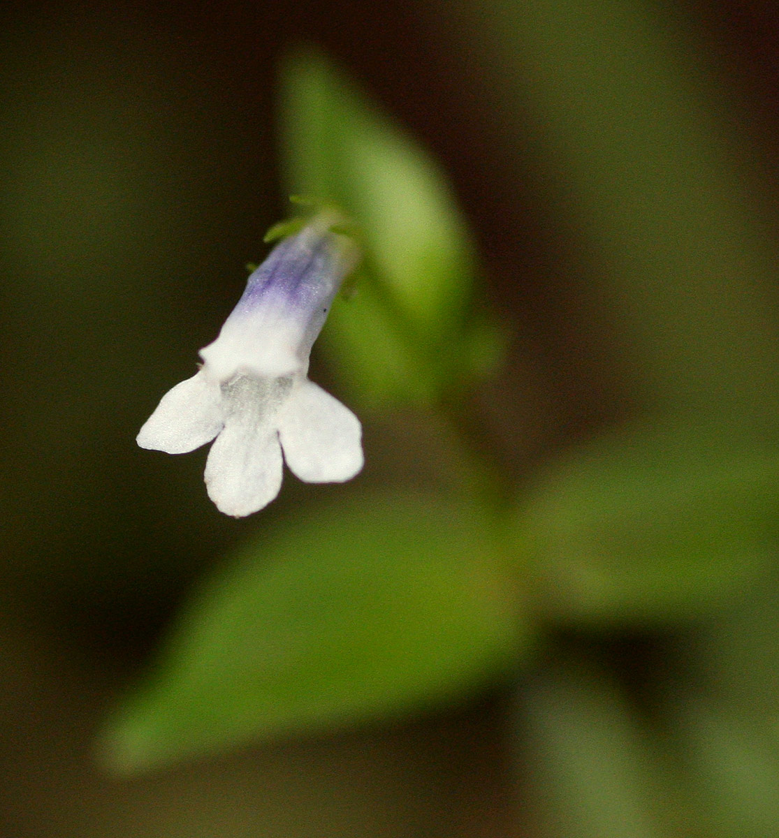 Lindernia parviflora Lindernia parviflora