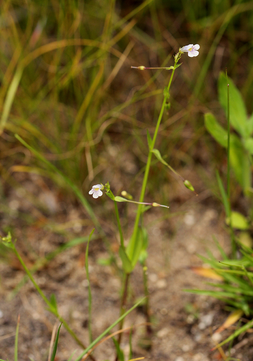 Lindernia parviflora Lindernia parviflora