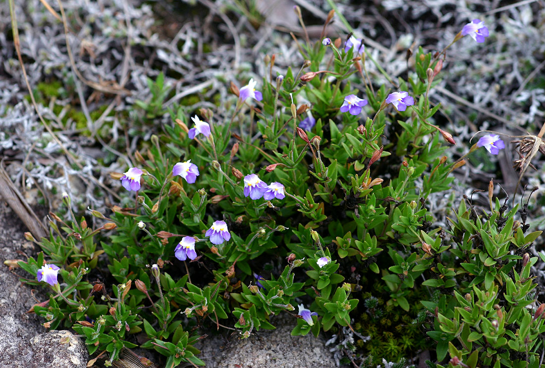 Linderniella pulchella Linderniella pulchella