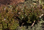 Linderniella pulchella