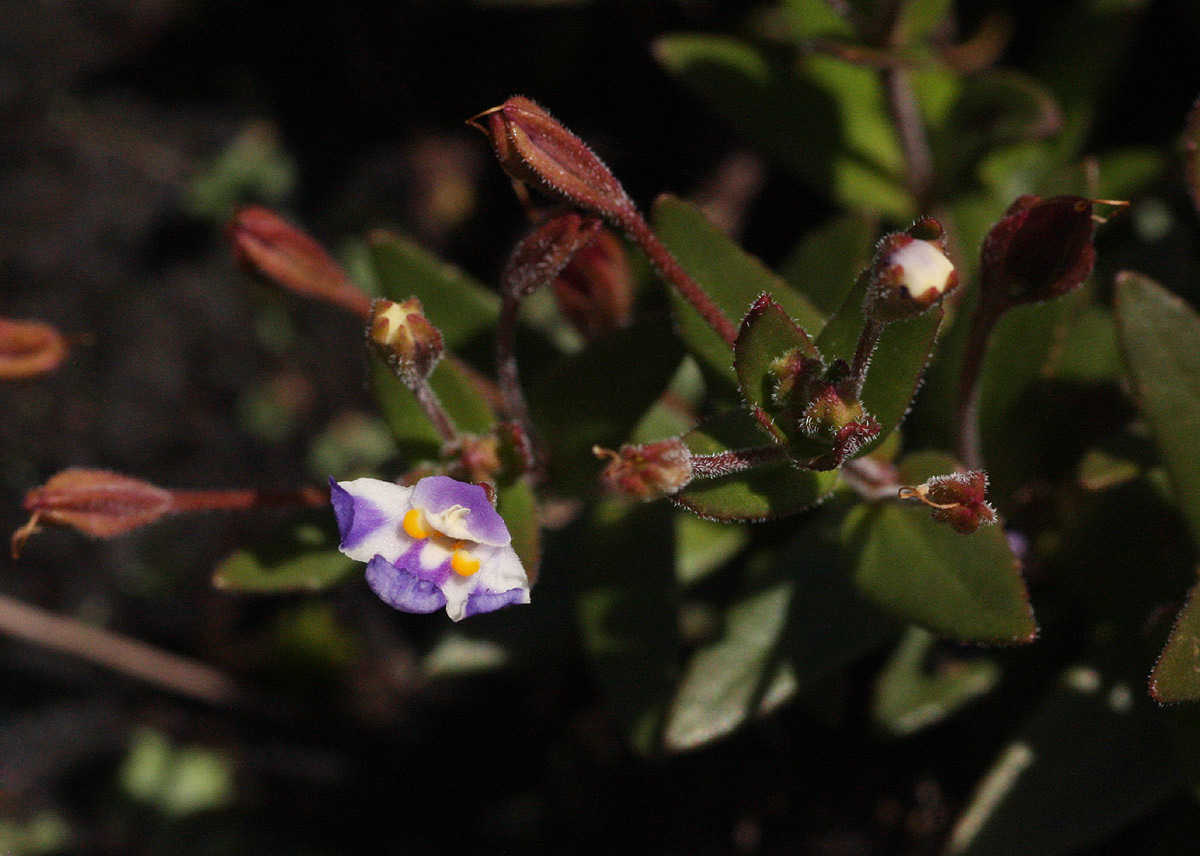 Linderniella pulchella Linderniella pulchella