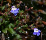 Linderniella pulchella