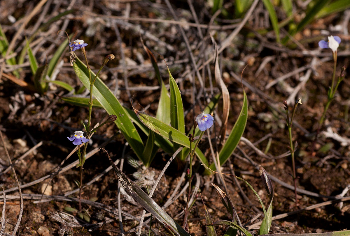 Linderniella wilmsii Linderniella wilmsii