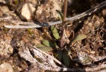 Linderniella wilmsii