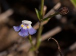 Linderniella wilmsii