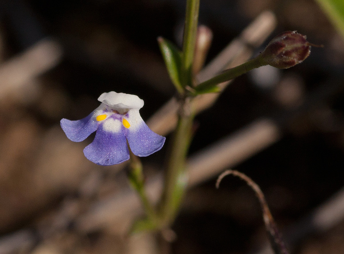 Linderniella wilmsii Linderniella wilmsii