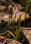 Linderniella wilmsii