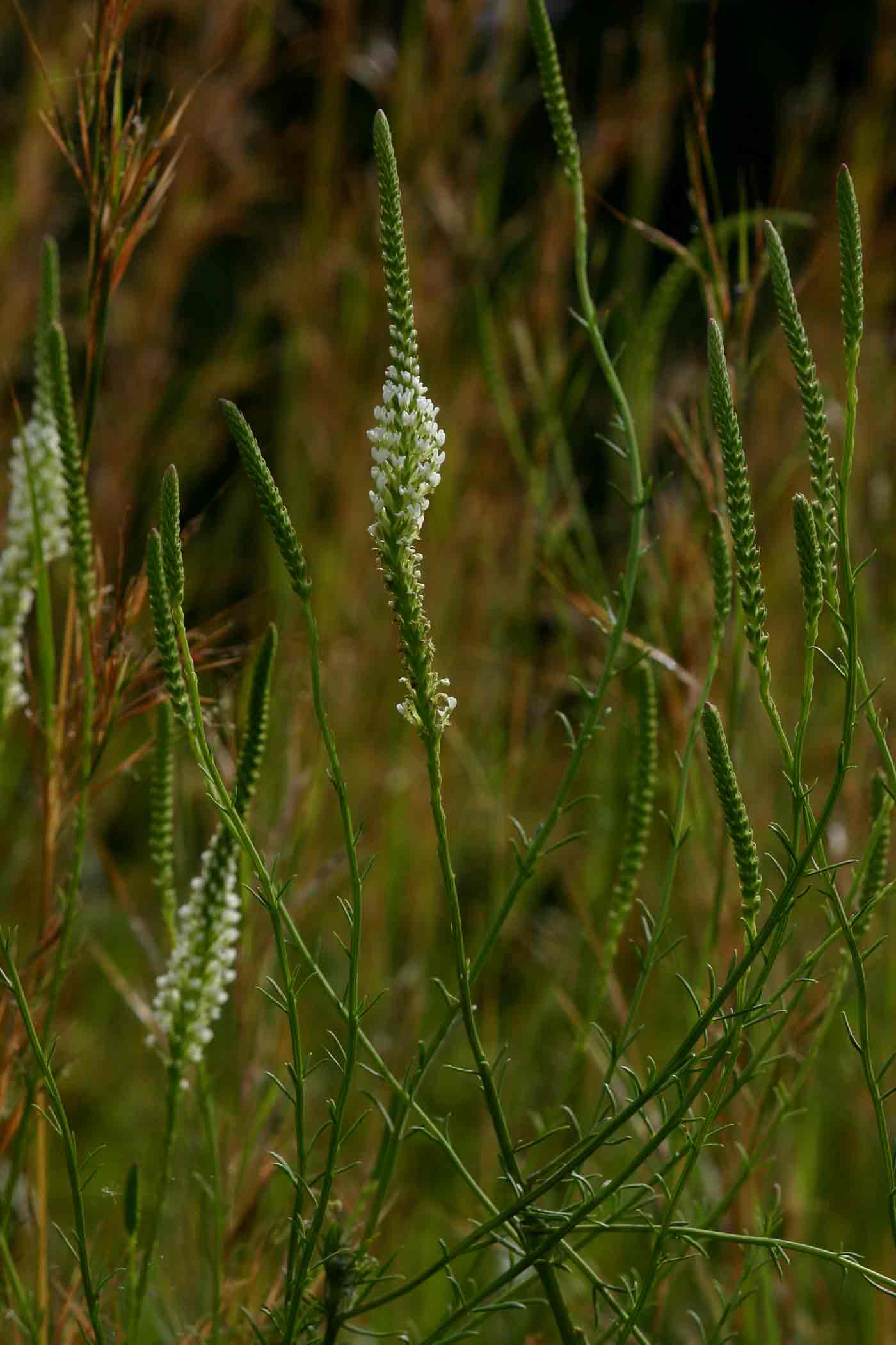 Hebenstretia angolensis Hebenstretia angolensis