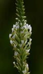 Hebenstretia angolensis