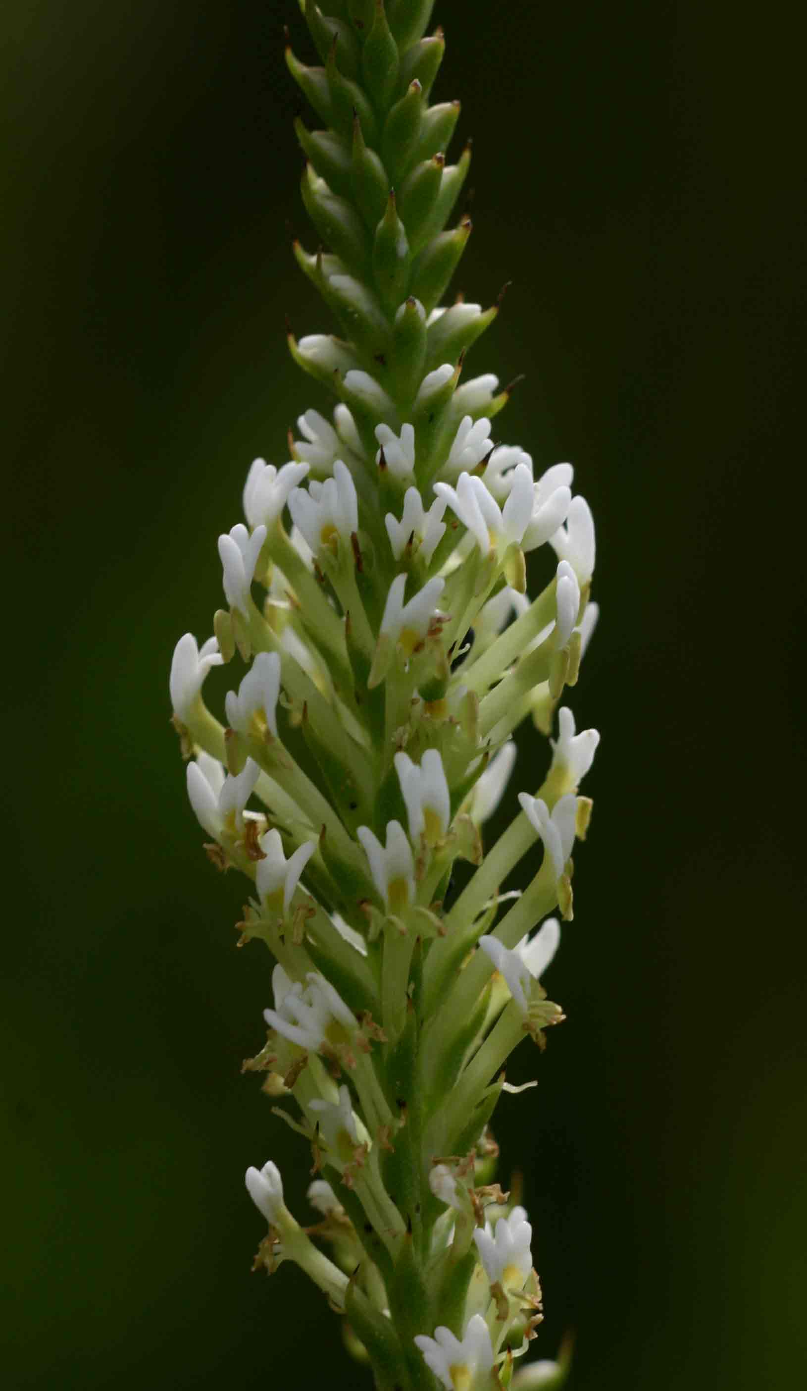 Hebenstretia angolensis Hebenstretia angolensis