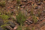 Hebenstretia angolensis