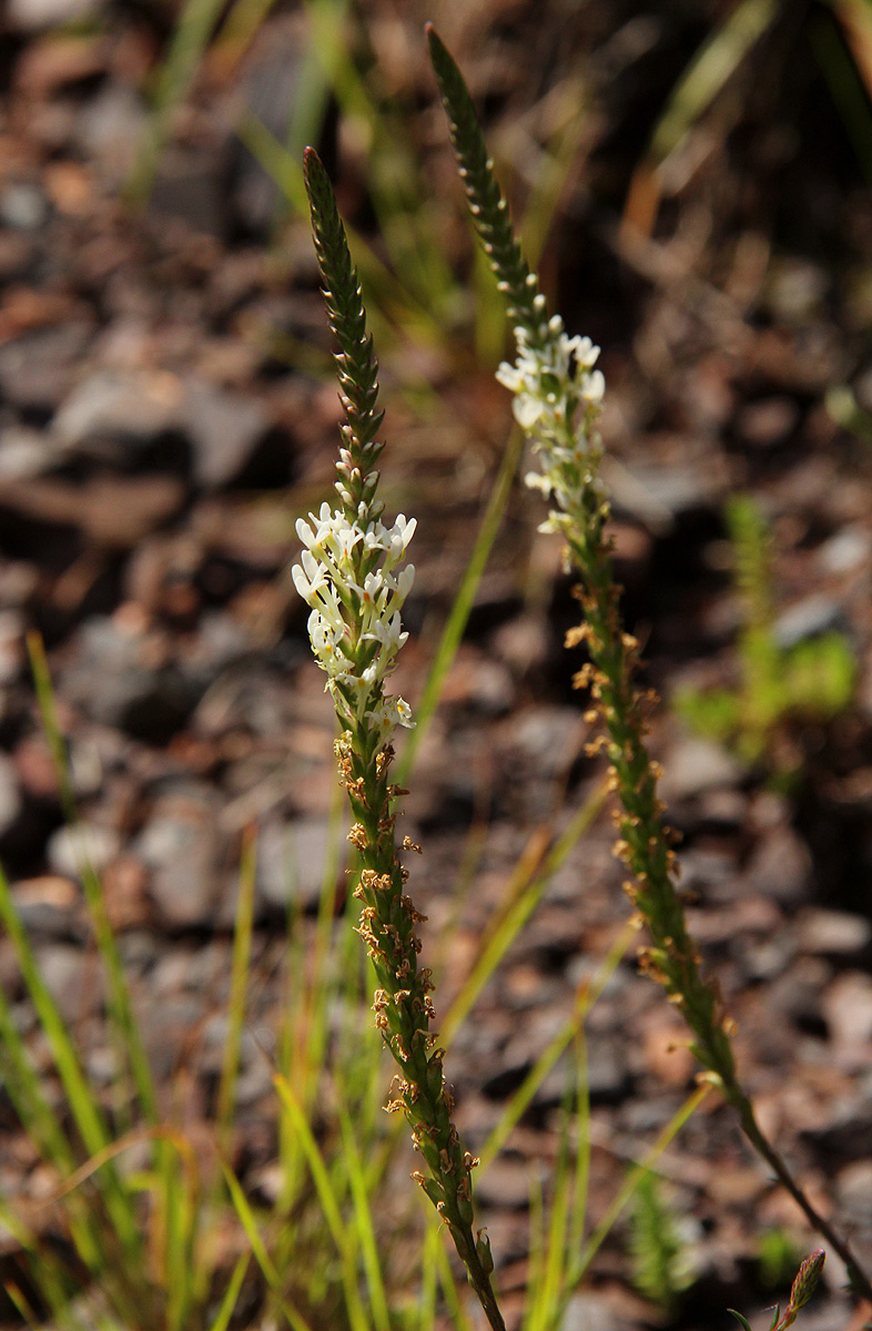 Hebenstretia angolensis Hebenstretia angolensis
