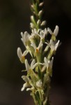 Hebenstretia angolensis