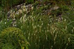 Hebenstretia angolensis
