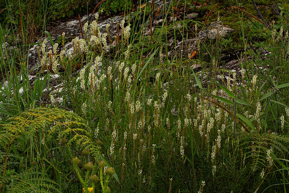 Hebenstretia angolensis Hebenstretia angolensis