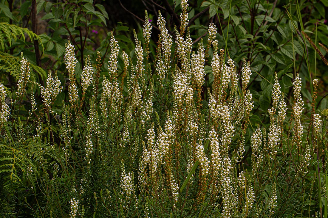Hebenstretia angolensis Hebenstretia angolensis