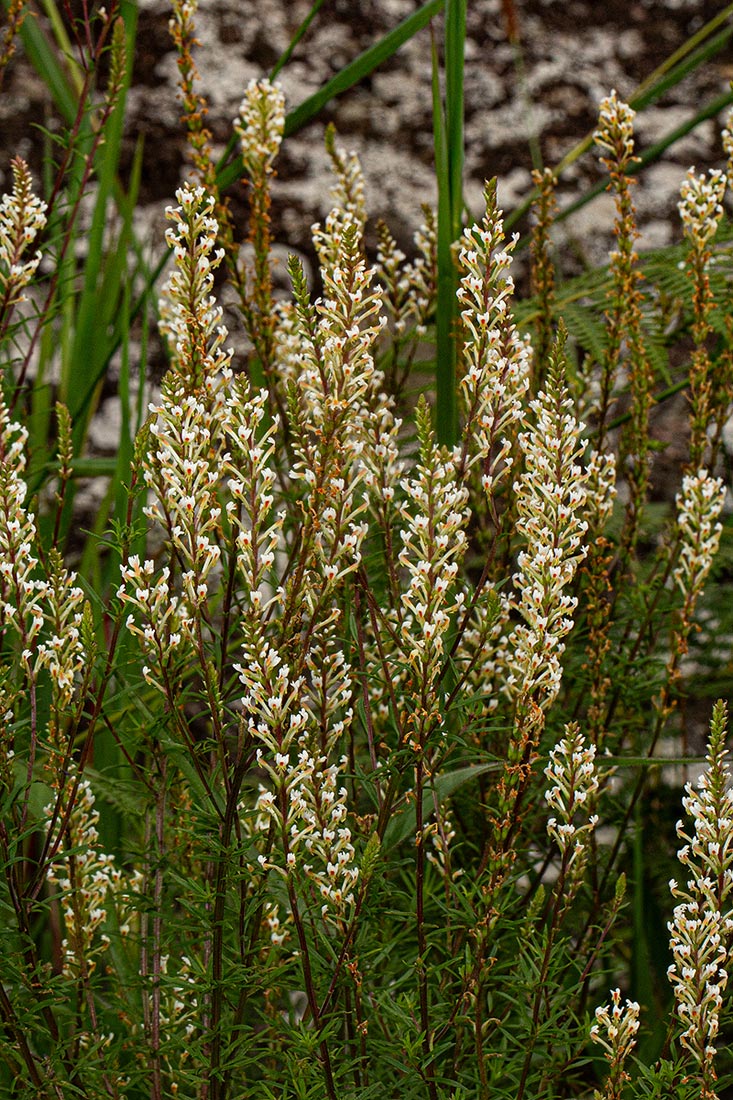 Hebenstretia angolensis Hebenstretia angolensis