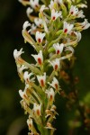 Hebenstretia angolensis