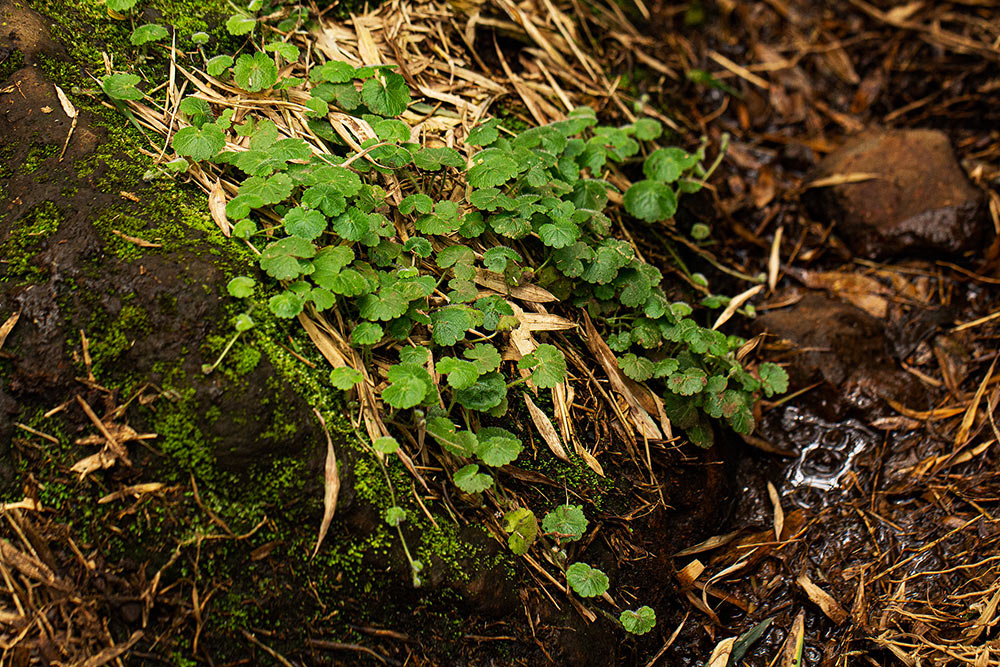 Sibthorpia europaea Sibthorpia europaea