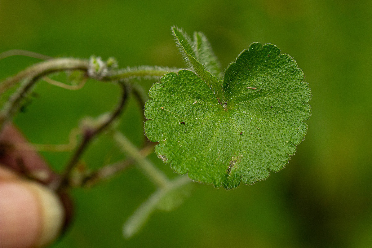 Sibthorpia europaea