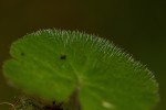 Sibthorpia europaea