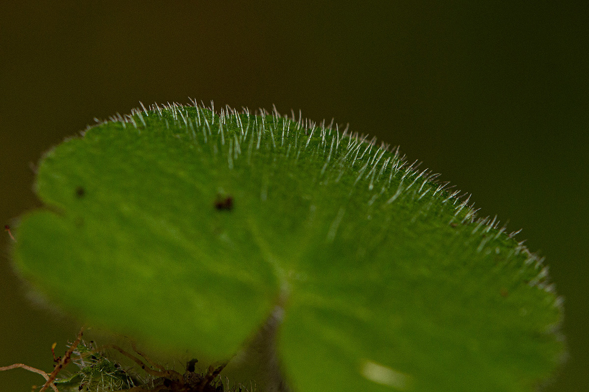 Sibthorpia europaea Sibthorpia europaea