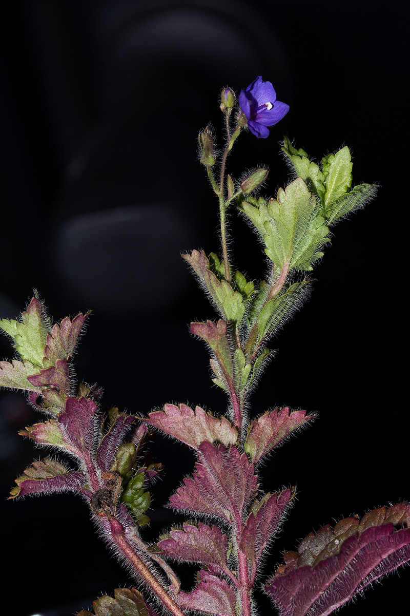 Veronica abyssinica Veronica abyssinica