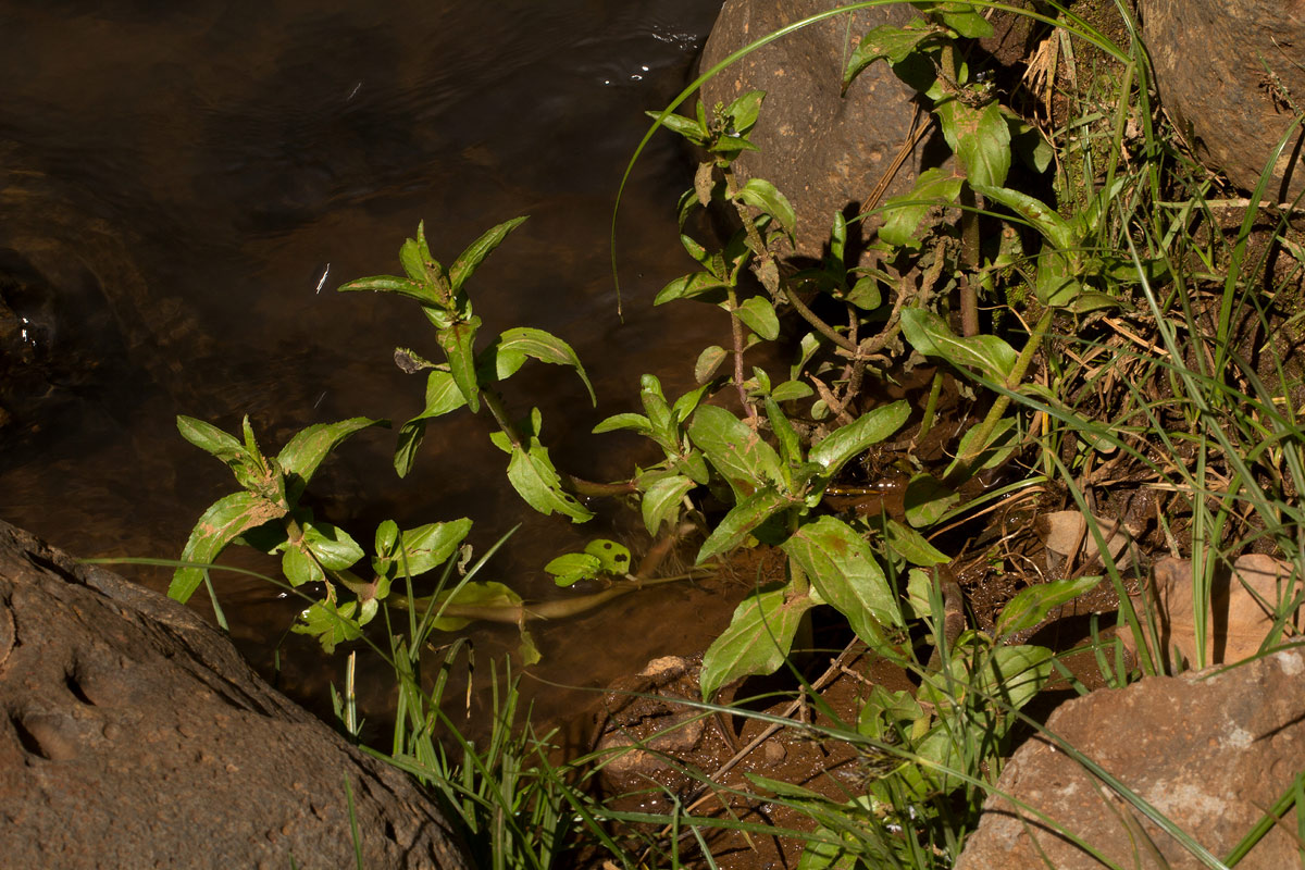 Veronica anagallis-aquatica Veronica anagallis-aquatica