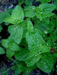 Veronica javanica