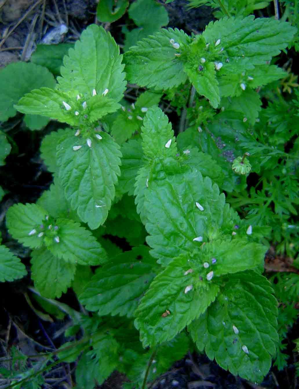 Veronica javanica Veronica javanica