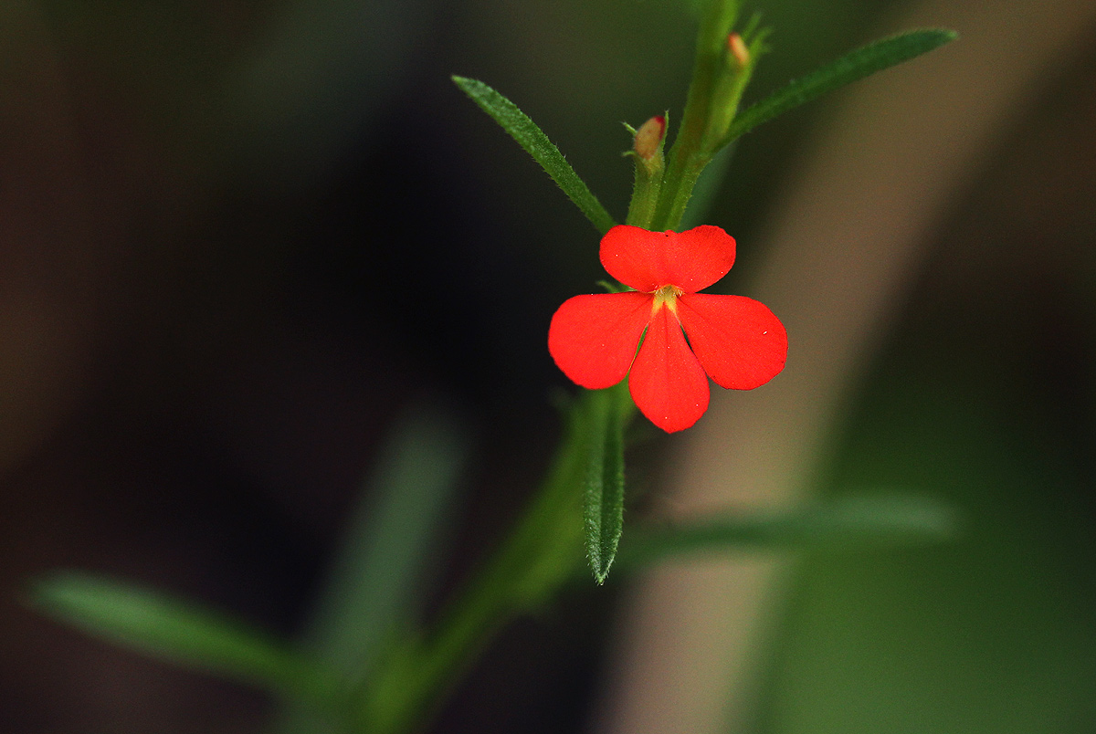 Striga asiatica Striga asiatica