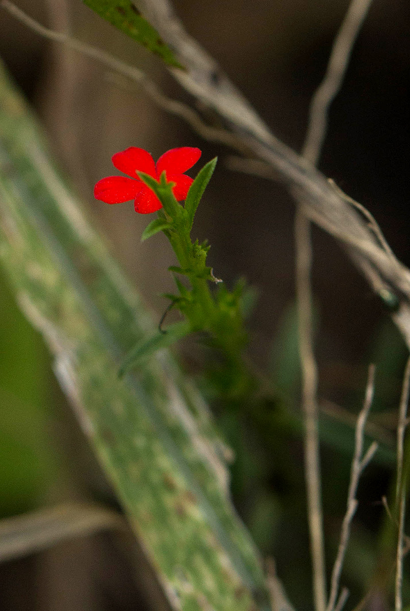 Striga asiatica Striga asiatica