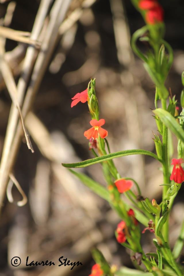 Striga asiatica Striga asiatica