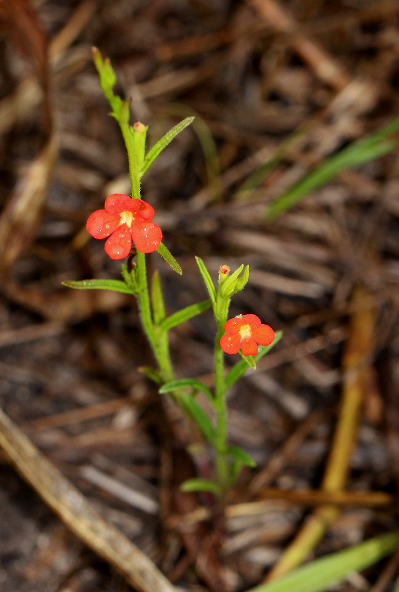 Striga asiatica Striga asiatica
